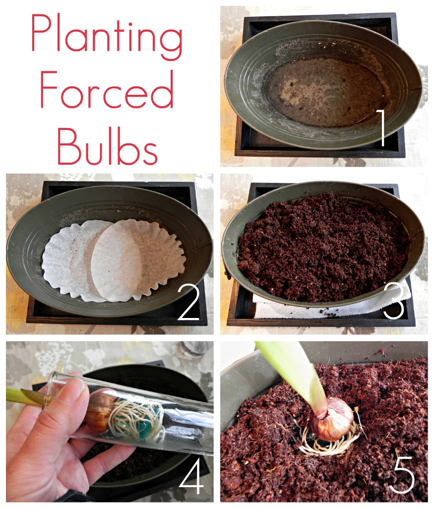 Planting Forced Bulbs Mad in Crafts