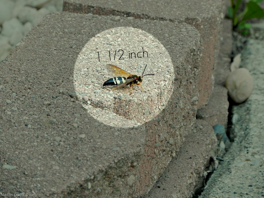 cicadakiller-size_thumb