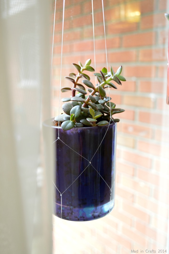 Hanging Jade Succulent