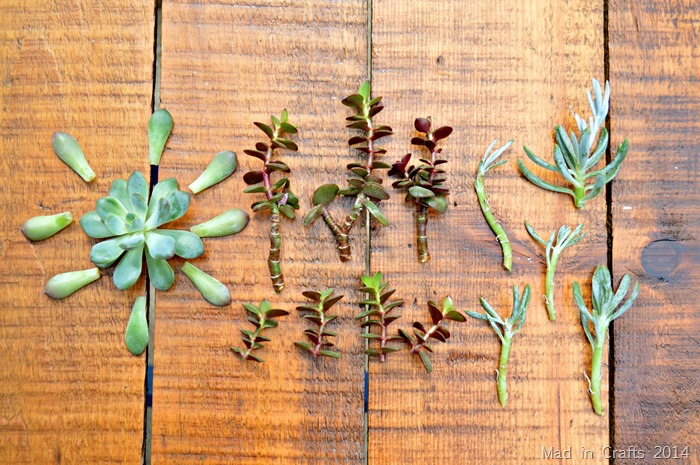 Succulent Cuttings for Propagation