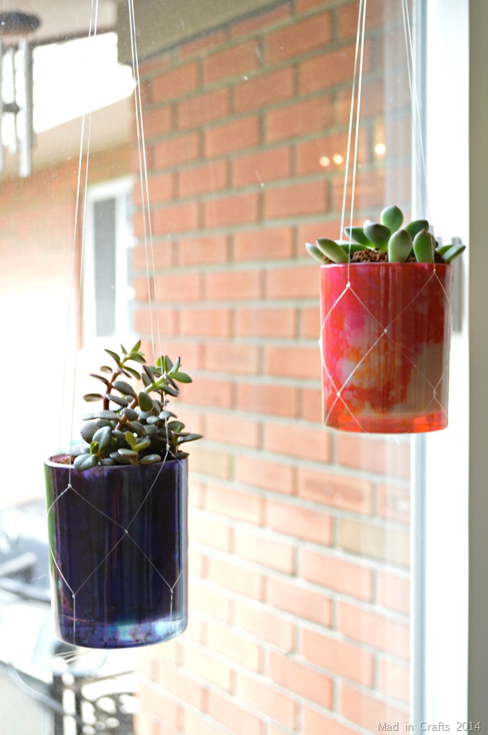 Succulents Hanging from Invisible Macrame