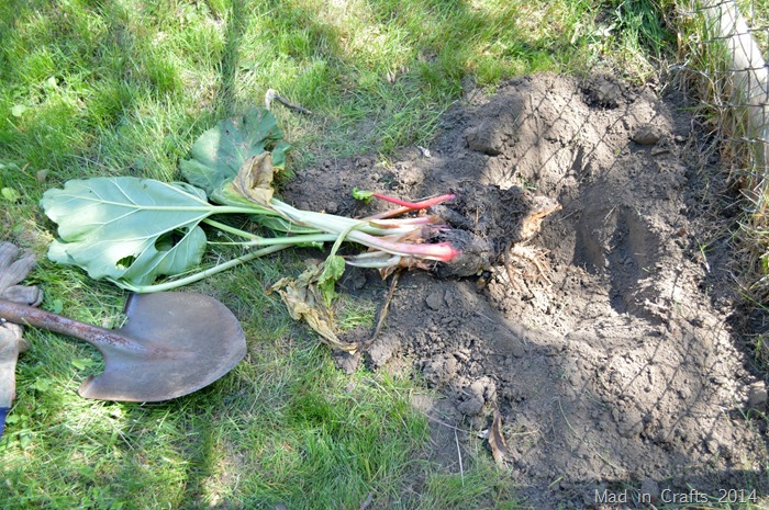 Planting Rhubarb