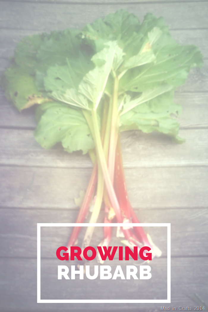 Tips and Tricks for Growing Your Own Rhubarb