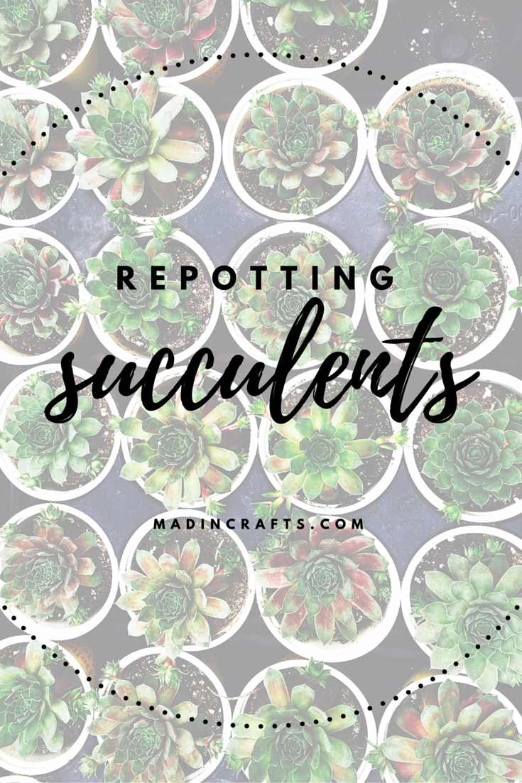 Repotting Succulents