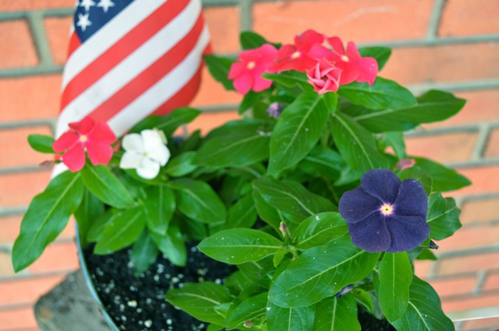 Vinca Flowers