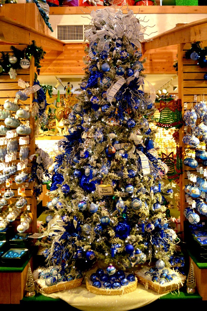 blue-splendor-tree