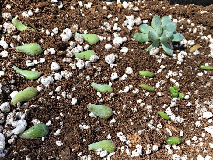 CARING FOR YOUR SUCCULENTS IN THE SPRING