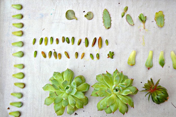 CARING FOR YOUR SUCCULENTS IN THE SPRING