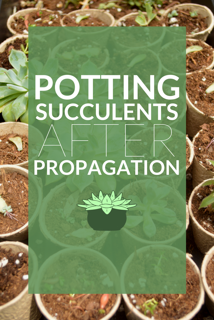 POTTING PROPAGATED SUCCULENTS