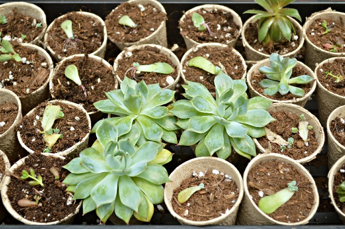 POTTING PROPAGATED SUCCULENTS