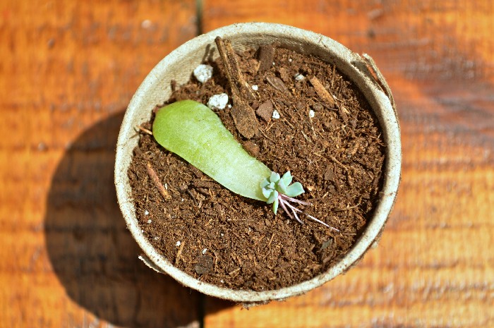 POTTING PROPAGATED SUCCULENTS