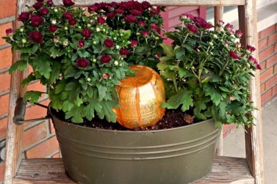 Decorative Pumpkin Watering System for Mums