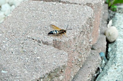Late Summer Pests: Cicada Killers