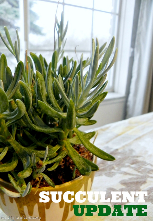 Growing Succulents: An Update