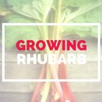 GUIDE TO GROWING RHUBARB