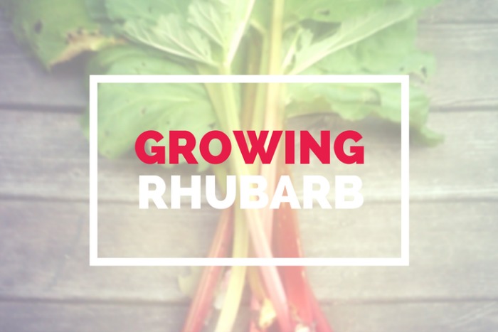 GUIDE TO GROWING RHUBARB
