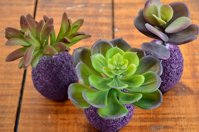 closeup of Easter Egg Succulents on a wood table