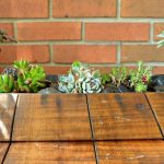 REPOTTING SUCCULENTS IN SPRING