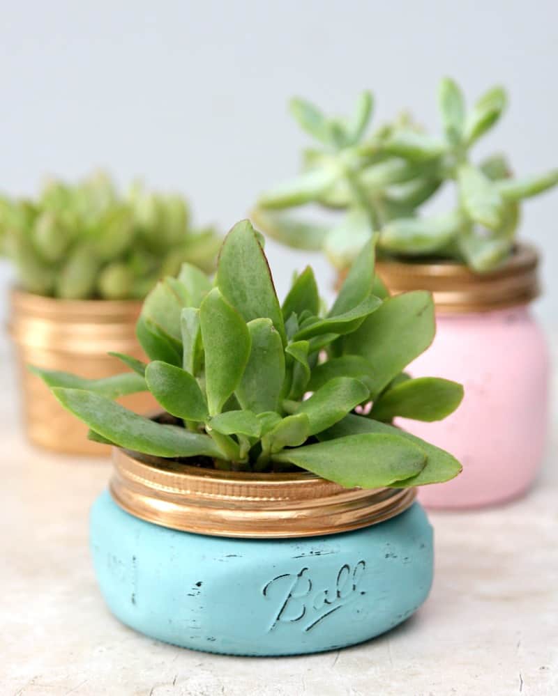 pastel painted mason jars with succulents