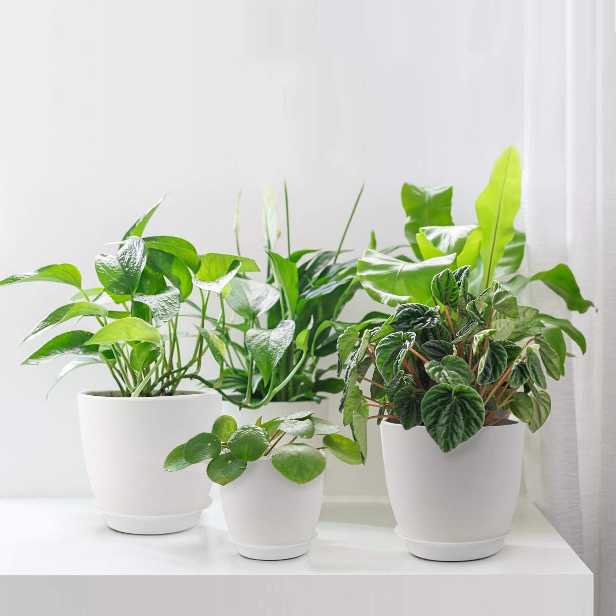 grouping of houseplants in white pots