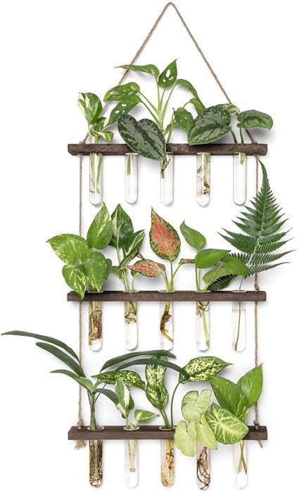 wall hanging with test tubes holding plant propagations