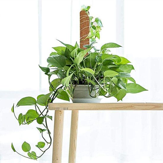 pothos with moss pole on a kitchen table