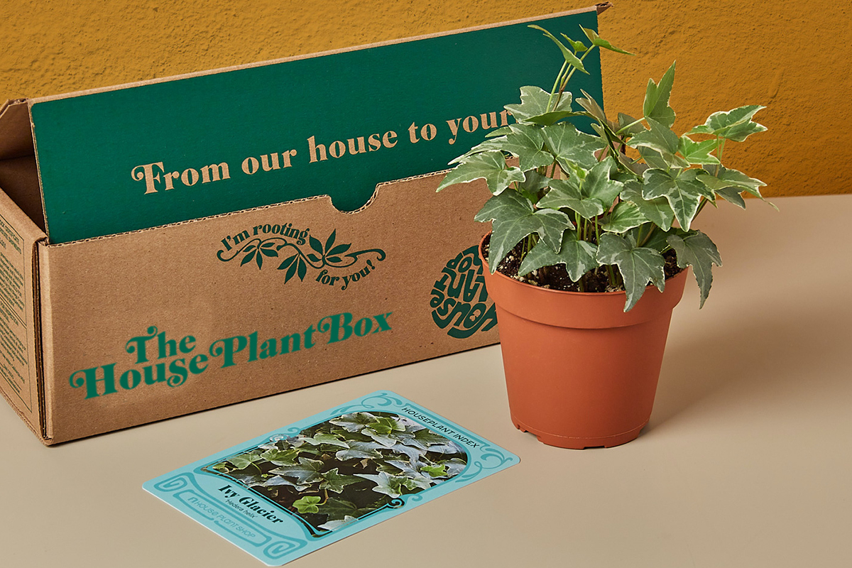 houseplant near a plant subscription box