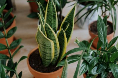 snake plant and other houseplants